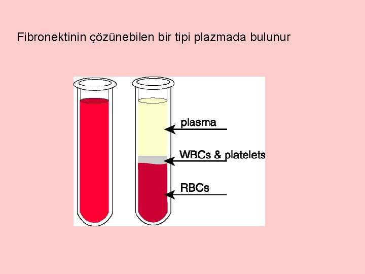 Fibronektinin çözünebilen bir tipi plazmada bulunur 