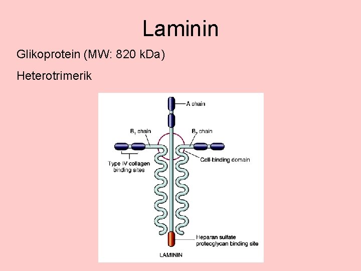 Laminin Glikoprotein (MW: 820 k. Da) Heterotrimerik 