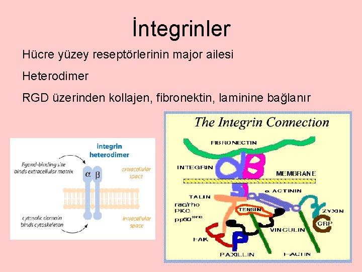 İntegrinler Hücre yüzey reseptörlerinin major ailesi Heterodimer RGD üzerinden kollajen, fibronektin, laminine bağlanır 