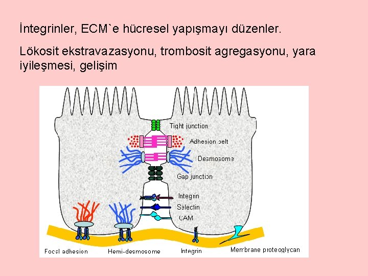 İntegrinler, ECM`e hücresel yapışmayı düzenler. Lökosit ekstravazasyonu, trombosit agregasyonu, yara iyileşmesi, gelişim 