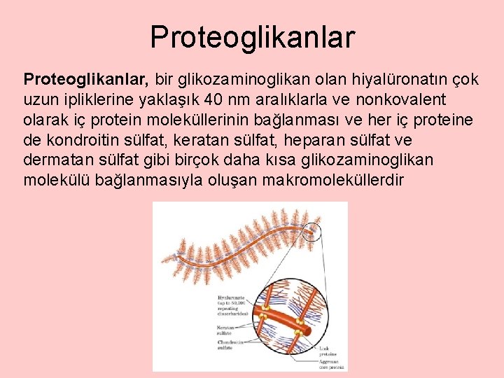 Proteoglikanlar, bir glikozaminoglikan olan hiyalüronatın çok uzun ipliklerine yaklaşık 40 nm aralıklarla ve nonkovalent