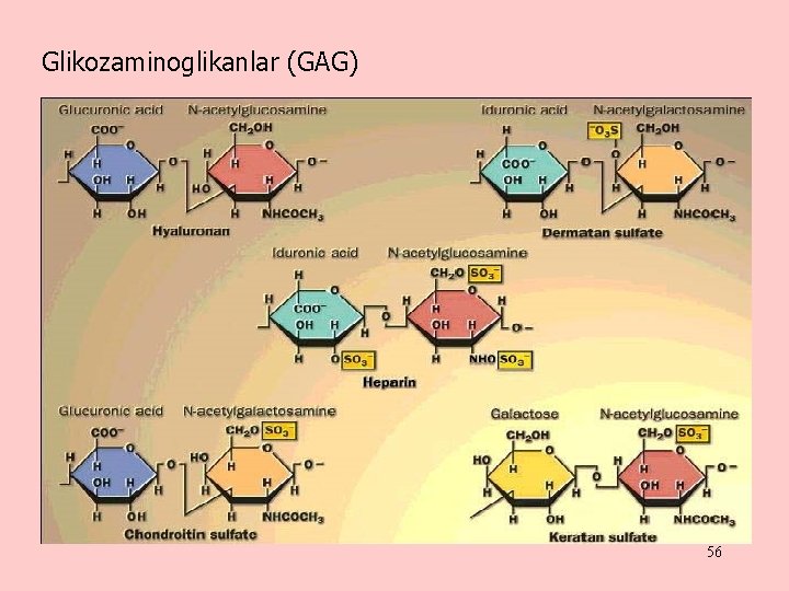 Glikozaminoglikanlar (GAG) 56 