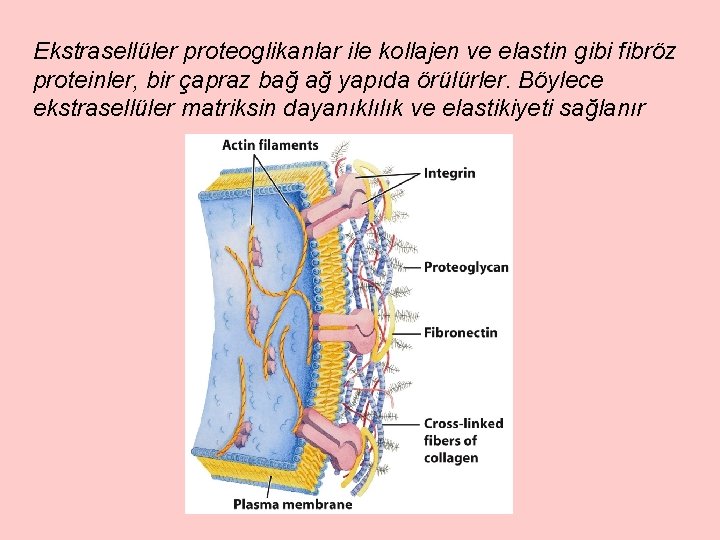 Ekstrasellüler proteoglikanlar ile kollajen ve elastin gibi fibröz proteinler, bir çapraz bağ ağ yapıda