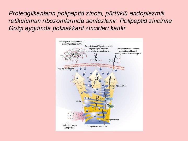 Proteoglikanların polipeptid zinciri, pürtüklü endoplazmik retikulumun ribozomlarında sentezlenir. Polipeptid zincirine Golgi aygıtında polisakkarit zincirleri