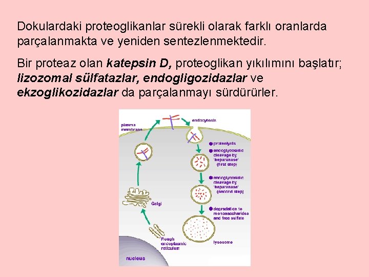 Dokulardaki proteoglikanlar sürekli olarak farklı oranlarda parçalanmakta ve yeniden sentezlenmektedir. Bir proteaz olan katepsin