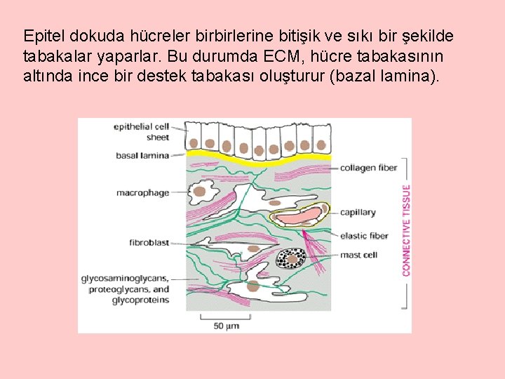 Epitel dokuda hücreler birbirlerine bitişik ve sıkı bir şekilde tabakalar yaparlar. Bu durumda ECM,