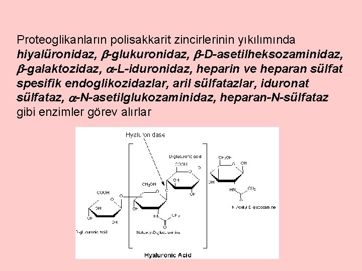 Proteoglikanların polisakkarit zincirlerinin yıkılımında hiyalüronidaz, -glukuronidaz, -D-asetilheksozaminidaz, -galaktozidaz, -L-iduronidaz, heparin ve heparan sülfat spesifik