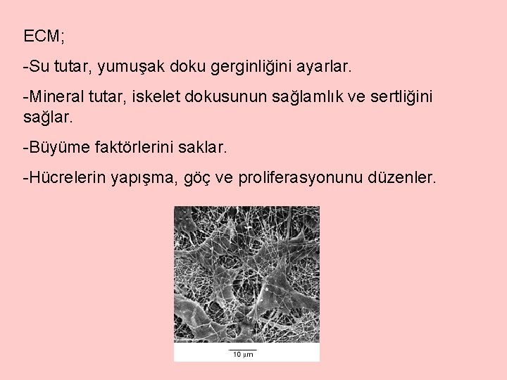 ECM; -Su tutar, yumuşak doku gerginliğini ayarlar. -Mineral tutar, iskelet dokusunun sağlamlık ve sertliğini