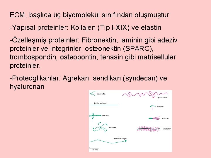 ECM, başlıca üç biyomolekül sınıfından oluşmuştur: -Yapısal proteinler: Kollajen (Tip I-XIX) ve elastin -Özelleşmiş