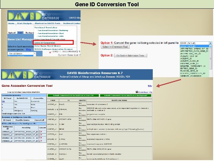 Gene ID Conversion Tool 
