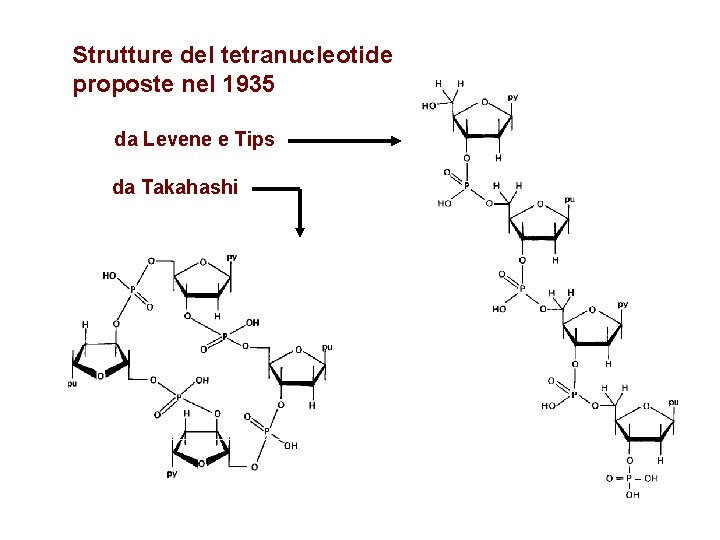 Strutture del tetranucleotide proposte nel 1935 da Levene e Tips da Takahashi 