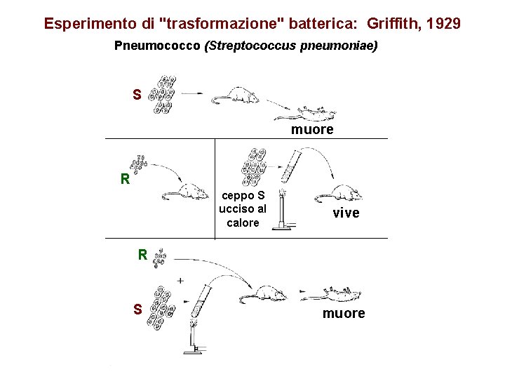 Esperimento di "trasformazione" batterica: Griffith, 1929 Pneumococco (Streptococcus pneumoniae) S muore R ceppo S