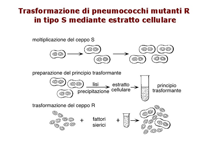 Trasformazione di pneumococchi mutanti R in tipo S mediante estratto cellulare 