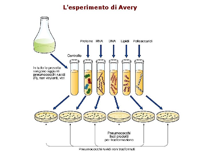 L'esperimento di Avery 