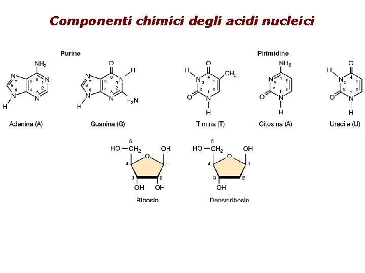 Componenti chimici degli acidi nucleici 