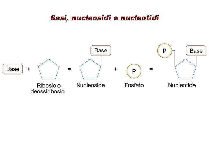 Basi, nucleosidi e nucleotidi 