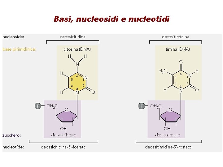 Basi, nucleosidi e nucleotidi 