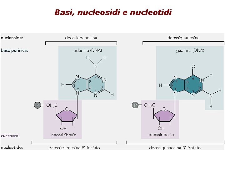 Basi, nucleosidi e nucleotidi 