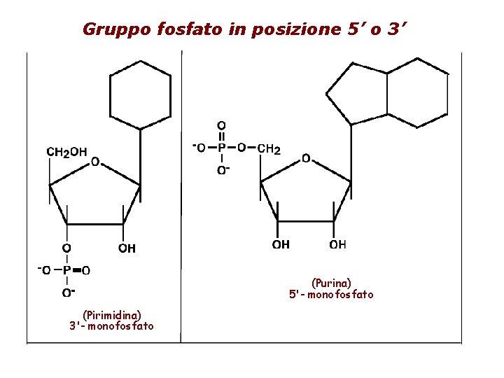 Gruppo fosfato in posizione 5’ o 3’ (Purina) 5'- monofosfato (Pirimidina) 3'- monofosfato 