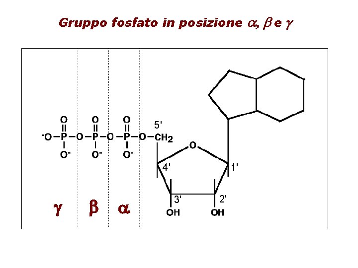 Gruppo fosfato in posizione 5' 4' g b a 1' 3' 2' a, b