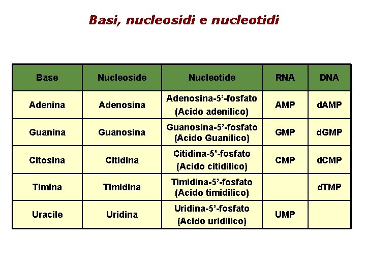 Basi, nucleosidi e nucleotidi Base Nucleoside Nucleotide RNA DNA Adenina Adenosina-5’-fosfato (Acido adenilico) AMP