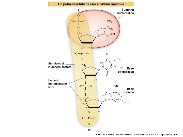 B. LEWIN, IL GENE - Edizione compatta, Zanichelli Editore S. p. A. Copyright ©