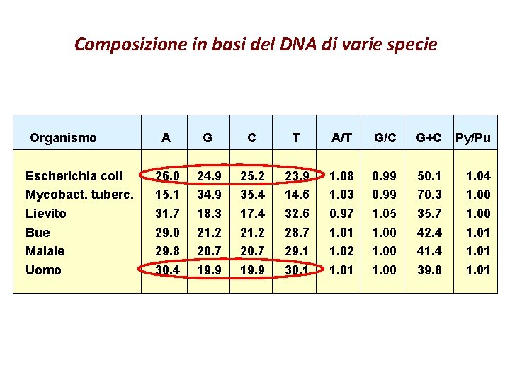 Composizione in basi del DNA di varie specie Organismo Escherichia coli Mycobact. tuberc. Lievito