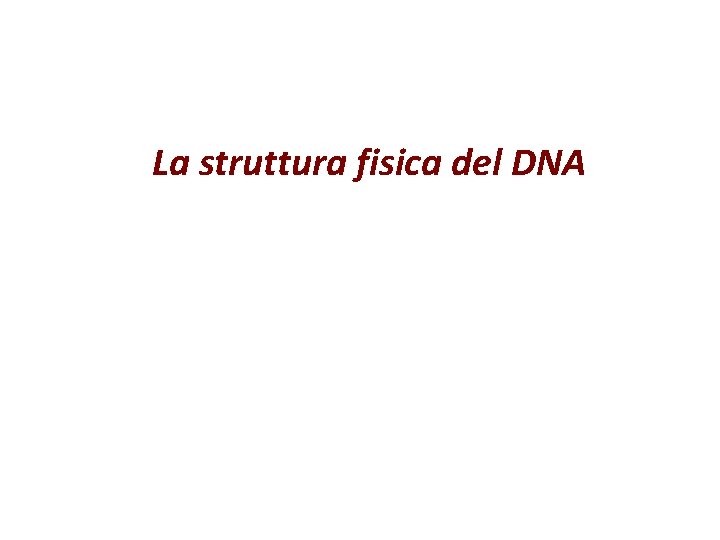 La struttura fisica del DNA 