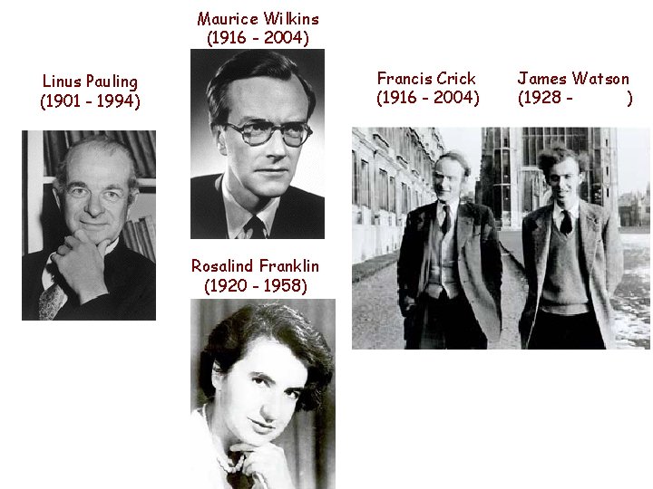 Maurice Wilkins (1916 - 2004) Francis Crick (1916 - 2004) Linus Pauling (1901 -
