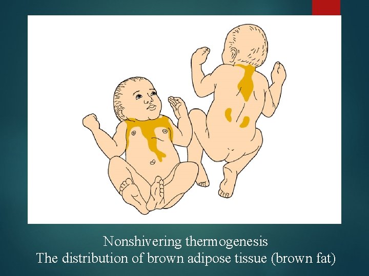 Nonshivering thermogenesis The distribution of brown adipose tissue (brown fat) 