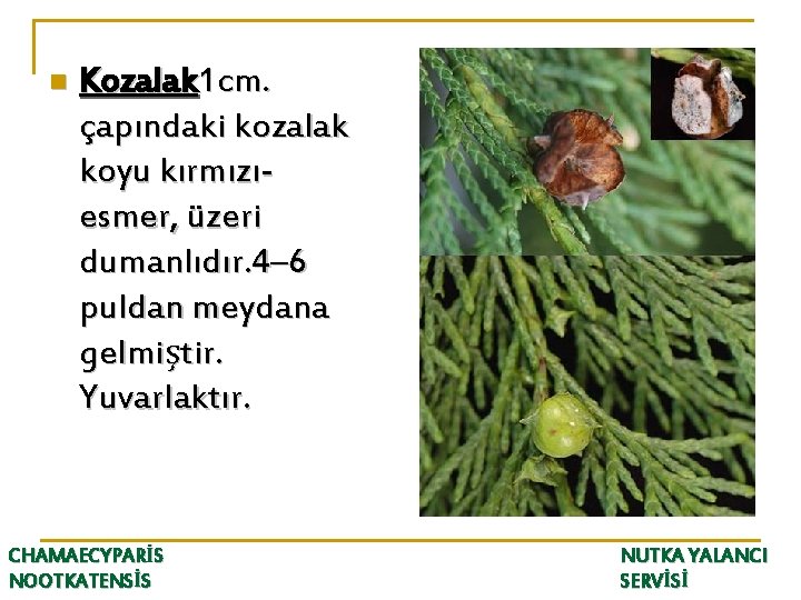 n Kozalak 1 cm. çapındaki kozalak koyu kırmızıesmer, üzeri dumanlıdır. 4– 6 puldan meydana