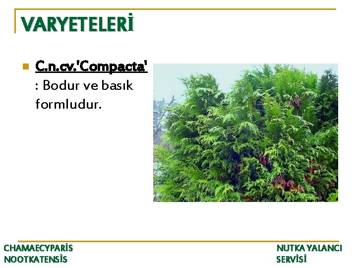 VARYETELERİ n C. n. cv. 'Compacta' : Bodur ve basık formludur. CHAMAECYPARİS NOOTKATENSİS NUTKA