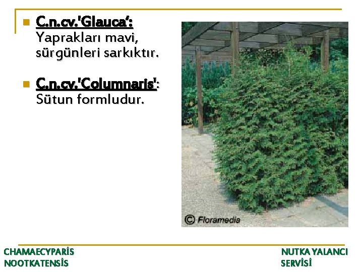 n C. n. cv. 'Glauca‘: Yaprakları mavi, sürgünleri sarkıktır. n C. n. cv. 'Columnaris':