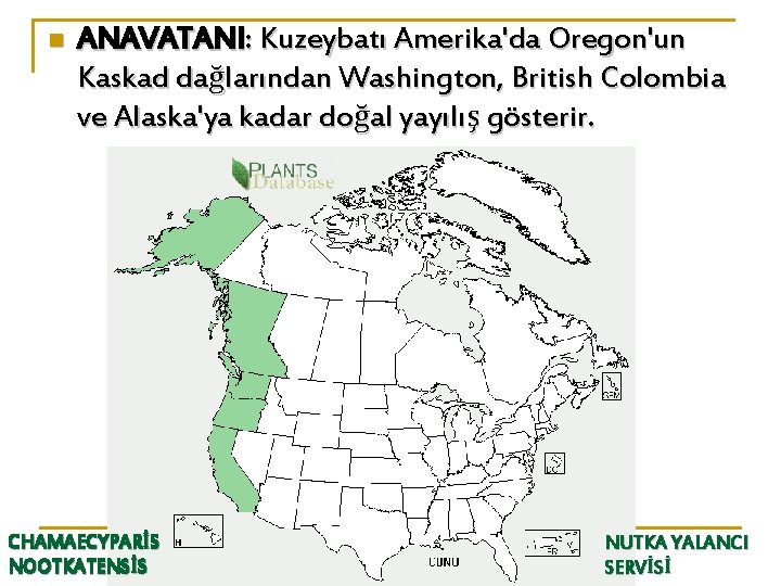 n ANAVATANI: Kuzeybatı Amerika'da Oregon'un Kaskad dağlarından Washington, British Colombia ve Alaska'ya kadar doğal