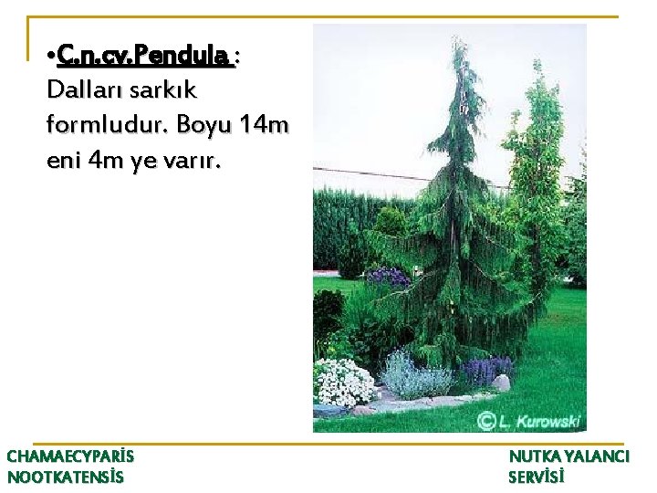  • C. n. cv. Pendula : Dalları sarkık formludur. Boyu 14 m eni