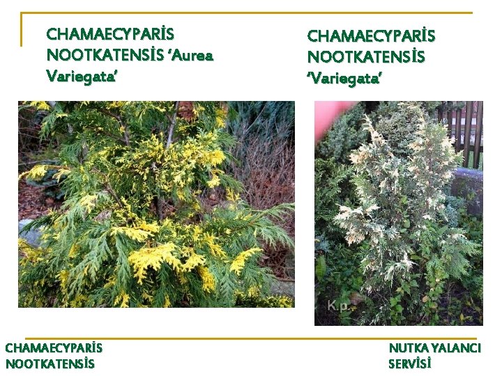 CHAMAECYPARİS NOOTKATENSİS ‘Aurea Variegata’ CHAMAECYPARİS NOOTKATENSİS ‘Variegata’ NUTKA YALANCI SERVİSİ 