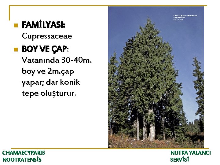 n n FAMİLYASI: Cupressaceae BOY VE ÇAP: Vatanında 30 -40 m. boy ve 2