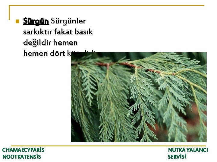 n Sürgünler sarkıktır fakat basık değildir hemen dört köşelidir. CHAMAECYPARİS NOOTKATENSİS NUTKA YALANCI SERVİSİ