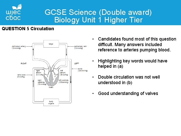 GCSE Science (Double award) Biology Unit 1 Higher Tier QUESTION 5 Circulation • Candidates