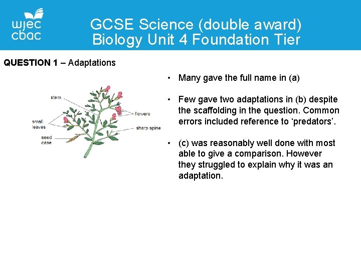 GCSE Science (double award) Biology Unit 4 Foundation Tier QUESTION 1 – Adaptations •