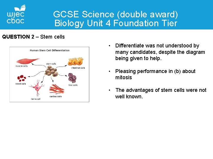GCSE Science (double award) Biology Unit 4 Foundation Tier QUESTION 2 – Stem cells