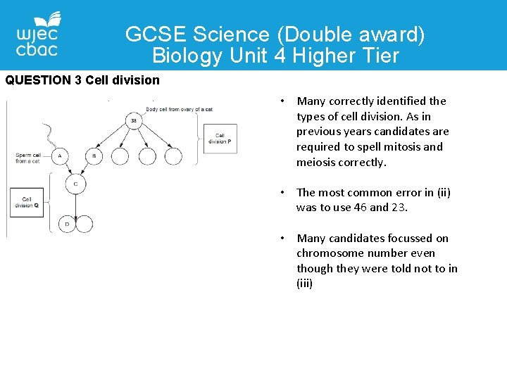 GCSE Science (Double award) Biology Unit 4 Higher Tier QUESTION 3 Cell division •
