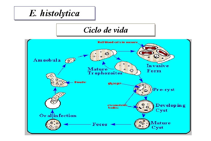 E. histolytica Ciclo de vida 