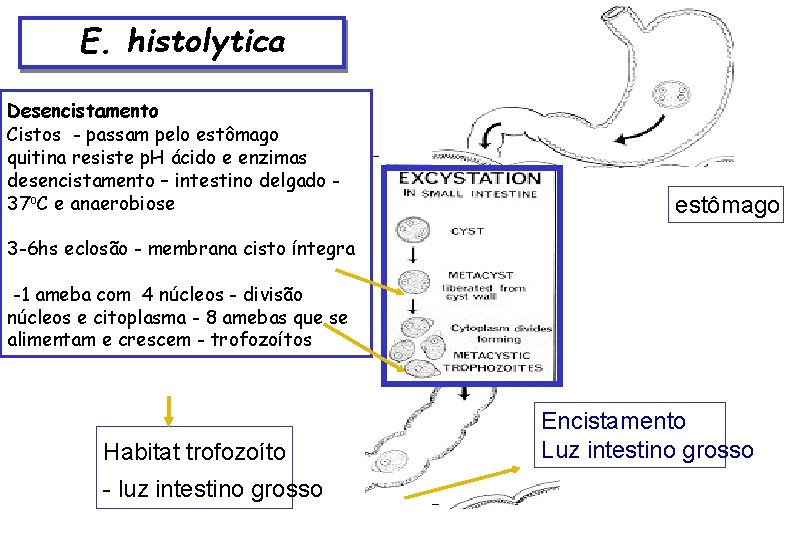 E. histolytica Desencistamento Cistos - passam pelo estômago quitina resiste p. H ácido e