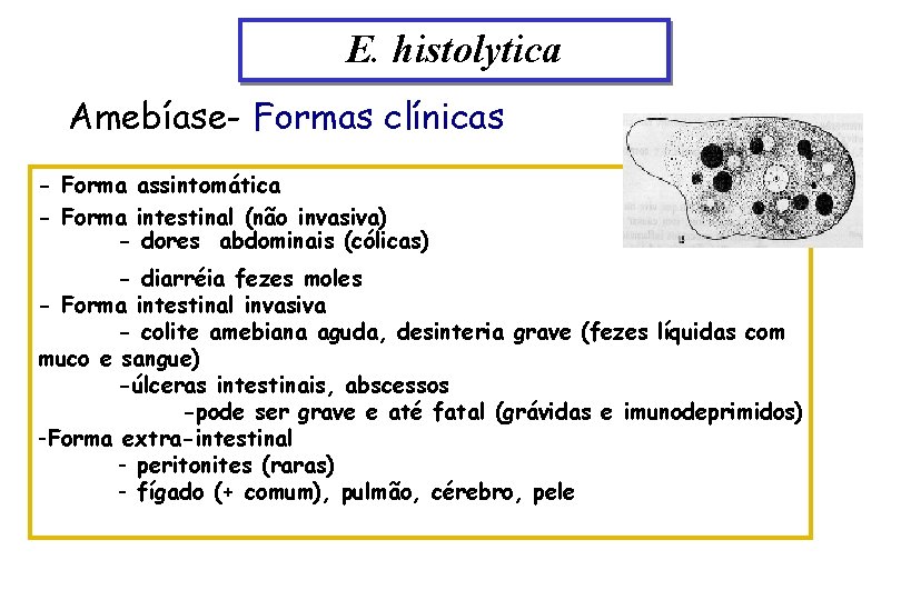 E. histolytica Amebíase- Formas clínicas - Forma assintomática - Forma intestinal (não invasiva) -