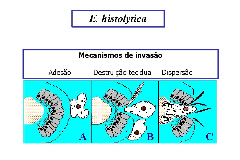 E. histolytica Amebíase Mecanismos de invasão Adesão Destruição tecidual extra-intestinal Dispersão 