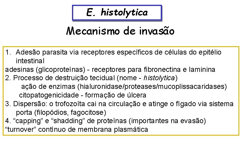 E. histolytica Mecanismo de invasão 1. Adesão parasita via receptores específicos de células do