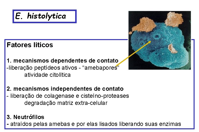 E. histolytica Fatores líticos 1. mecanismos dependentes de contato -liberação peptídeos ativos - “amebapores”