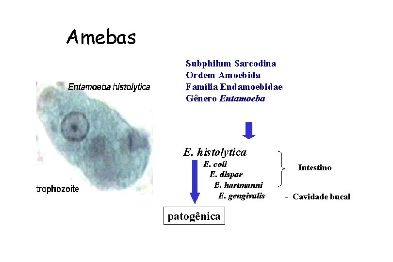 Amebas Subphilum Sarcodina Ordem Amoebida Família Endamoebidae Gênero Entamoeba Espécies parasitas homem E. histolytica
