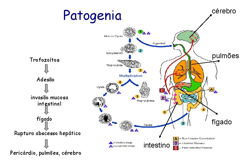 Patogenia cérebro pulmões Trofozoítos Adesão invasão mucosa intestinal fígado Ruptura abscesso hepático Pericárdio, pulmões,